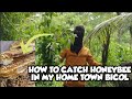 PAANU KUMOHA NG HONEYBEE SA BUNDOK