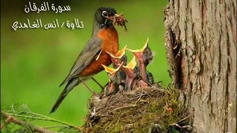 سورة الفرقان : تلاوة انس الغامدي