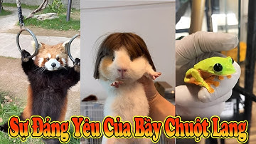😄 Thú Cưng Bình Dân Khiến Capybara Lu Mờ 🐾🐹 #thúcưng #vậtnuôi #chómèohàihước #funny #meohera