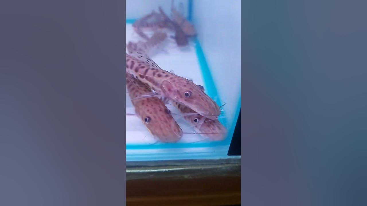 baby-tiger-shovelnose-catfish-youtube
