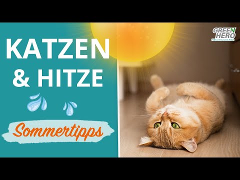 Video: Wie Man Eine Katze Bei Heißem Wetter Pflegt Cat