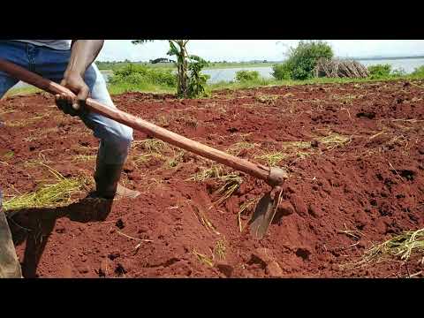 Video: Ce este o brazdă – metoda brazdei de a planta grădini