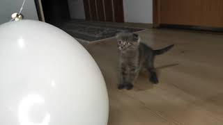 Scottish Fold Kittens First Reaction To Baloons! (Funny Kitten Video) by Kitten Show 243 views 2 years ago 3 minutes, 6 seconds