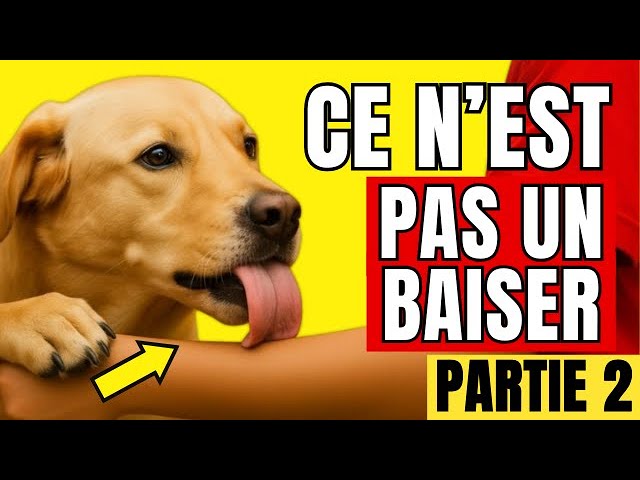 Tapis Rafraîchissant Pour Chien Et Chat 60x45 Cm - Sans Gel, Auto-refroidissant, Motif Ours
