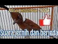 Kicau burung masteran Cililin