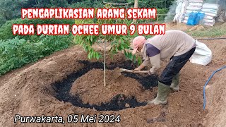 ARANG SEKAM SEBAGAI MEDIA PEMBENAH TANAH PADA KEBUN DURIAN OCHEE UMUR 9 BULAN LOKASI BLOK MARIUK