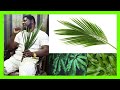 14 ways to use palm oil leaves spiritual and how to Speak on mango leafs to  bring healing