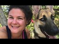 8 Month Old German Shepherd 8 Month Old German Shepherd