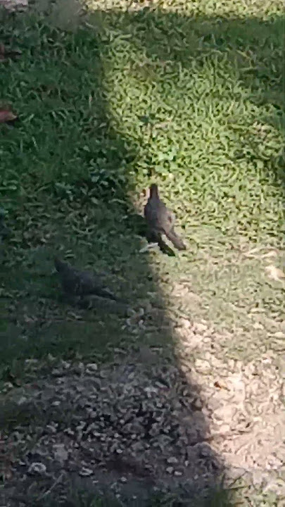 #mag-asawang ibon naghahanap ng pagkain #birdlovers #highlightseveryone