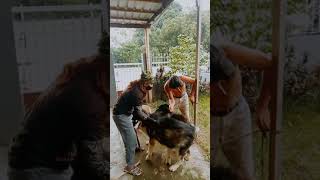 Giant alaskan malamute stud session 👉👌💦