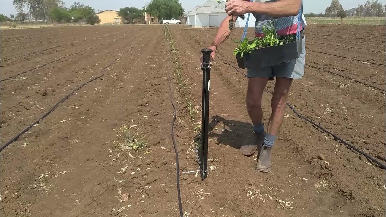 true temper 15 in thatching rake