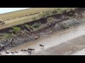 Wildebeest crossing Mara river