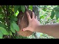 Chiếc clip vô tri đi canh trái mít cứng đầu của Lin 😆🍀