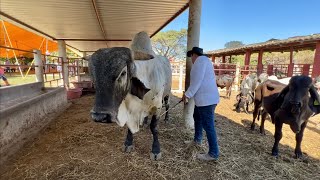 Presentación de TORO Sardo Negro y BRAHMAN Rojo en el rancho San Juan