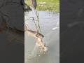 নতুন পানিতে জাল দিয়ে টেংরা ধরার কৌশল।#shorts #fishing #viral #trending