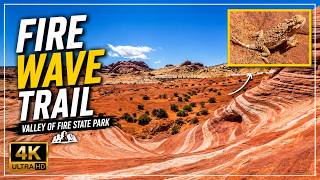 Fire Wave Trail | Valley of Fire State Park | Nevada