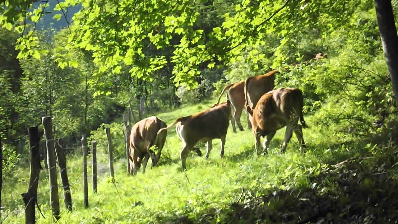 Pascolo estivo YouTube Pascolo estivo YouTube