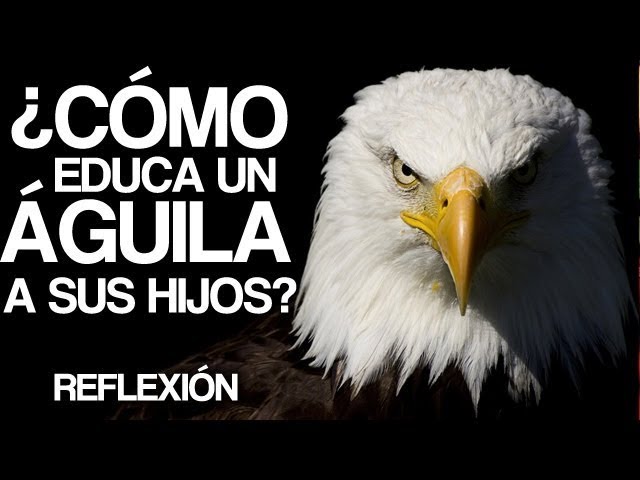 Total 90+ imagen historias de aguilas para reflexionar