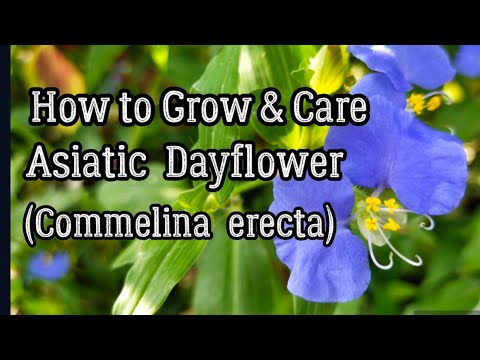 Video: Mga Karaniwang Dayflower Weed: Mga Tip Para sa Pagkontrol ng Mga Dayflower sa Landscape