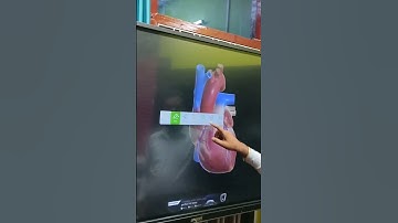 Promark interactive flat panel using heart 3 D view