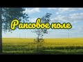 🌻🌻Рапсовое поле🌱🌻🌱🌻🌱🌻