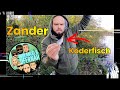 Zander mit Köderfisch Ansitz / Biss - Wir_angeln_ufernah