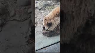 USA Zoo 2023 Russian Bear eats nuts.#bigfamily#Minnesota#usa#today#november#Russian#bear#nuts#zoo#