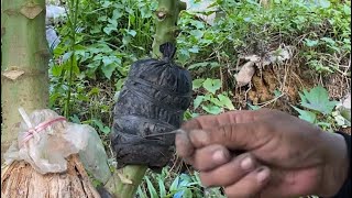 Cara Cangkok Pohon Pepaya Anti Gagal