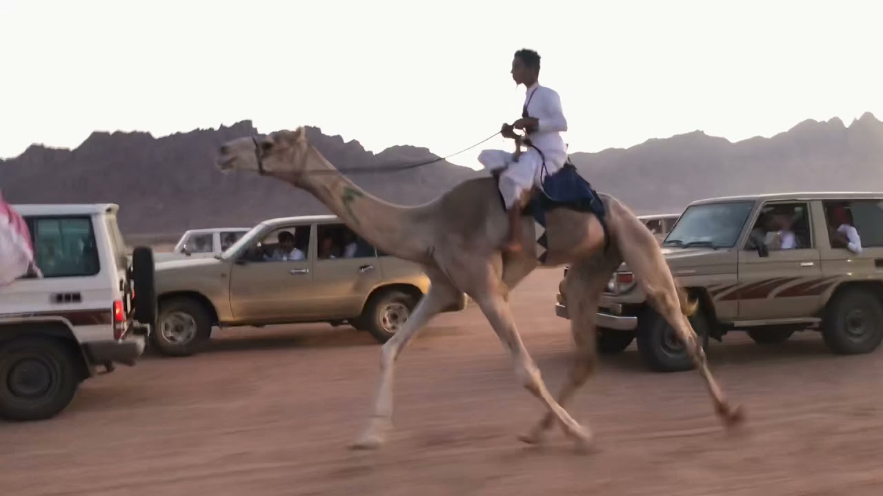 (مركاض الحراير) زرعان للسيد/ محسن بن عبيدالله الجوهري