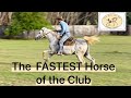 Arthur, the fastest Arabian of the club