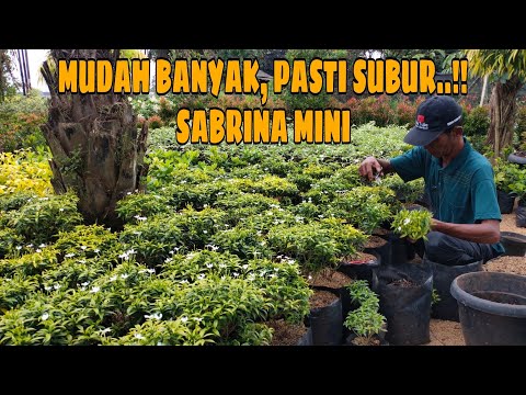 Video: 10 Tanaman Abadi Putih - Menanam Tanaman Keras Dengan Bunga Putih