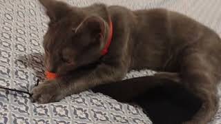 Luca growling and hissing at his worm toy as a kitten