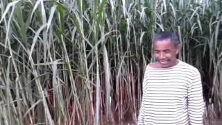 Cilokak sasak Video sexy