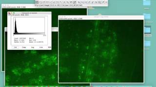 Comparing intensities in different samples using ImageJ Comparing intensities in different samples using ImageJ