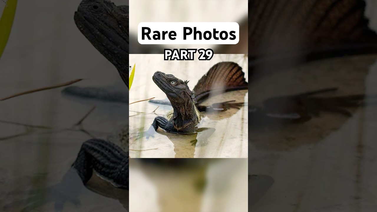 INCREDIBLY Rare Photos You MUST See!