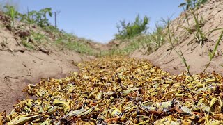 Locust Swarms Devour Swaths Of Pakistan's Crops