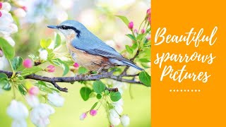 Top 10 beautiful sparrow pictures #birdvideos #birdwatching #birdphotography #birdpicture