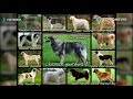 Animales: Corte de Oregón ordenó a dueños de perros desvocalizar a sus perros - TomoNews