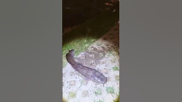 Thuỷ Quái Lên Bờ - 3 Tiêu Thần Chưởng - Hùng Ba Tiêu #viral #fishing #cauca #hungbatieu #3tieu