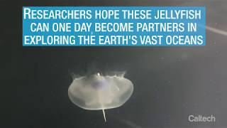 Así son las medusas biónicas