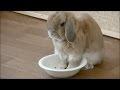 メシ入れろ!! 生意気うさぎ ( チャップ・ダンダンウー) saucy rabbit
