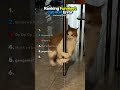 Ranking Funniest Cat 404 Error #ranking #cat #funny #video #funnycatvideos #funnymoments #viral