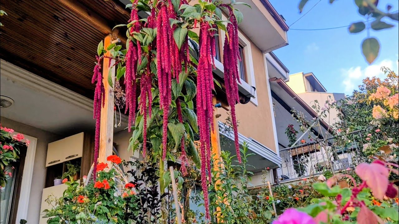 Hastaya Çiçek Gider Diye Kendime Aldığım Çiçekler ve Bahçemin Zararlıları ile Yapraklar Elek Elek