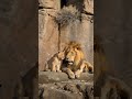 A Father's Love | Lion and Cub Bonding Moment | #4khdr #africansafari #aivideo