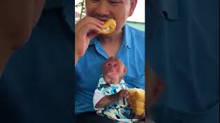 BIbi and Dad ate super delicious and attractive cake #monkey #babymonkey #funny #bibi #cute #shorts