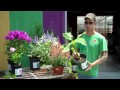 Perennial Flowers For Zone 5