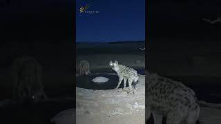 3 Hyenas Arrive… Then Quietly Disappear
Early this morning, three hyenas made a calm appearance at the waterhole. They drank, scanned the surroundings, and moved with quiet confidence… before slowly disappearing back into the bush.
No rush, no panic — just pure instinct at work.
Real moments from the Namib Desert, live and unfiltered 🌍
#NamibiaCam #Hyena #Wildlife #Nature #Safari #Waterhole
Location: Namib Desert, Namibia
Powered by Gondwana Collection Namibia
Book your stay today and make your desert adventure a reality.
https://safarispecials.travel/?a=namcam
Watch NamibiaCam LIVE:
https://www.youtube.com/watch?v=ydYDqZQpim8
Support the channel:
https://www.youtube.com/@NamibiaCam/membership
Second Channel:
https://www.youtube.com/ @GondwanaCollectionNamibia
Namibia is home to incredible, uniquely adapted wildlife. By watching and sharing, you help showcase and protect these wild spaces. 3 Hyenas Arrive… Then Quietly Disappear