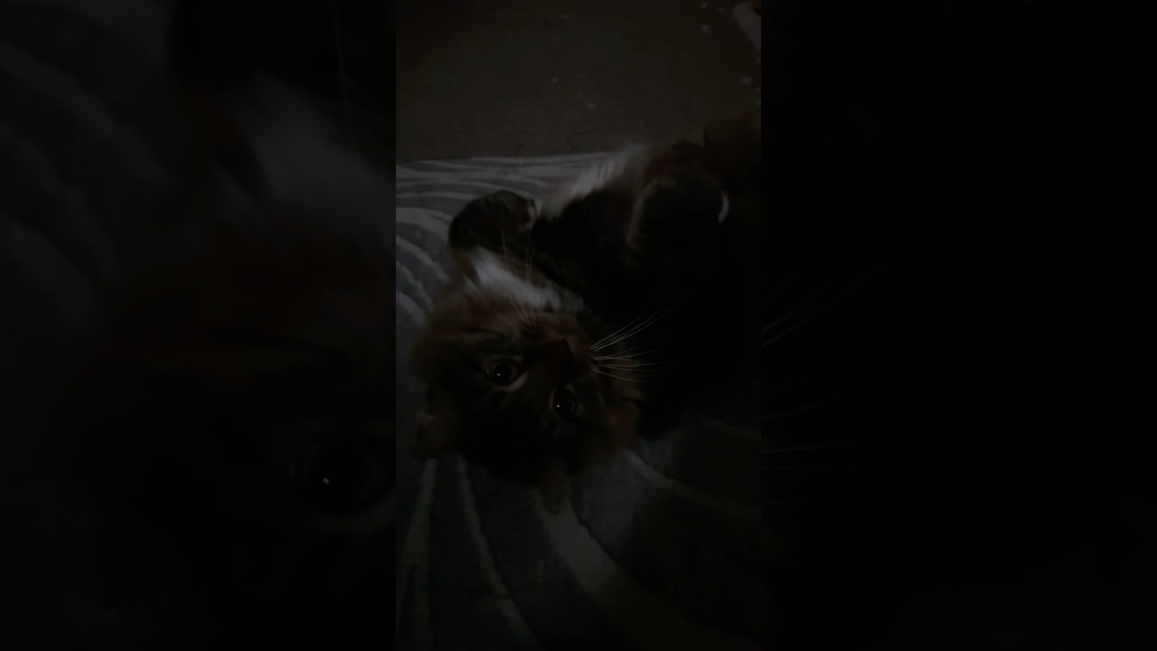 Спрашиваю у кота, что ему снилось