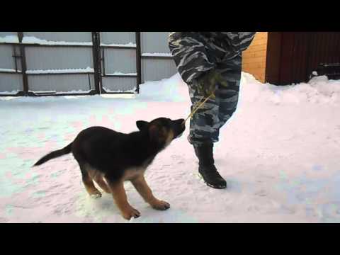 Дрессировка щенка. Щенок немецкой овчарки. Мэй, 2,5 мес.