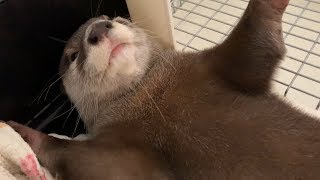 The Otter who attain a spiritual state of selflessness [Otter life Day 20] 無我の境地に達したカワウソ